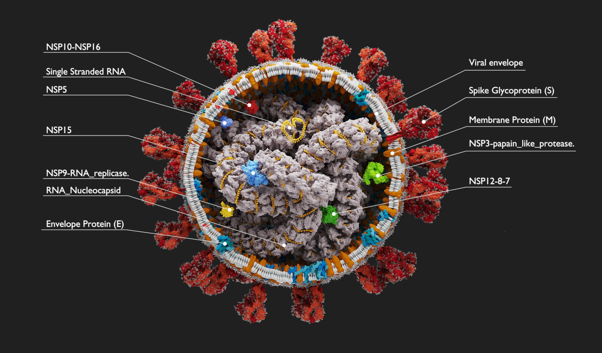 Рнк sars cov. Вирус SARS-cov-2. Строение вируса SARS-cov-2. Атомарная модель коронавируса SARS-cov-2. Коронавирус строение Covid 19.