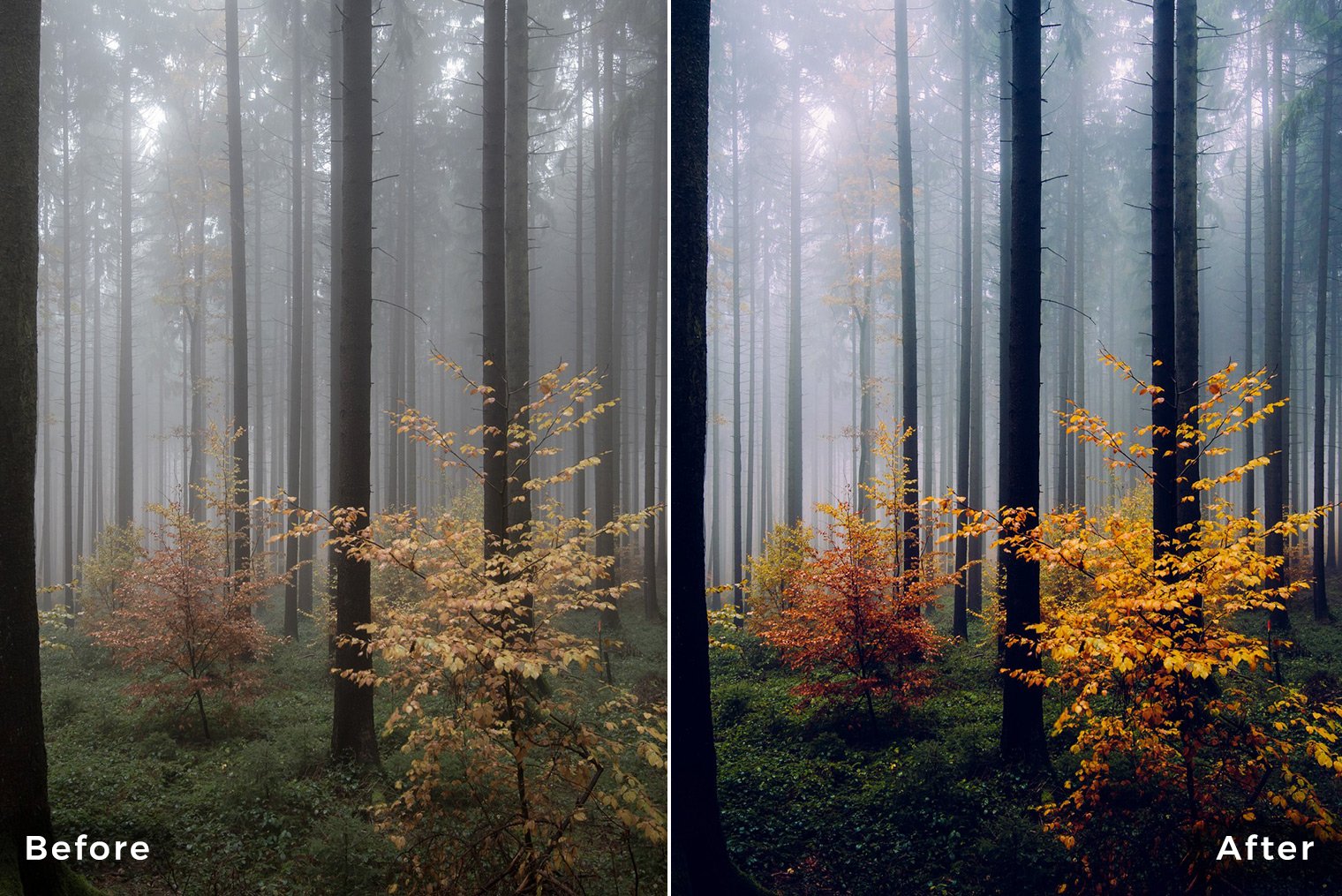 Forest Landscapes Lightroom Presets