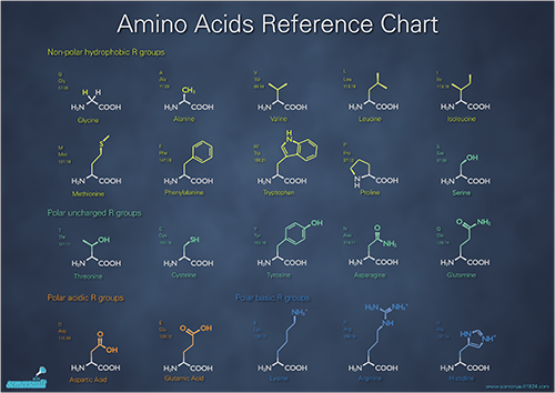 hydrophobic amino acids chart